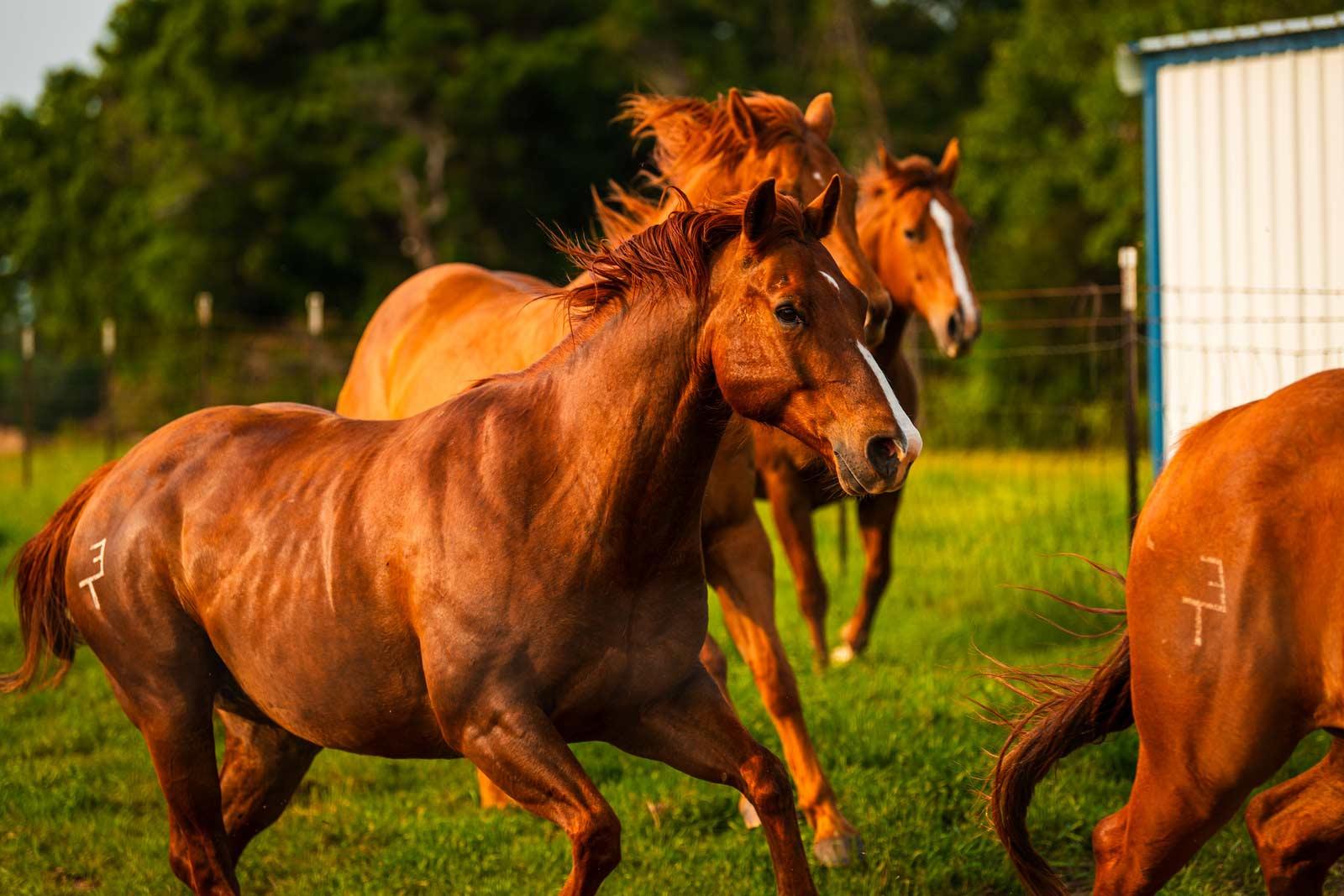 A few horses running in a field.