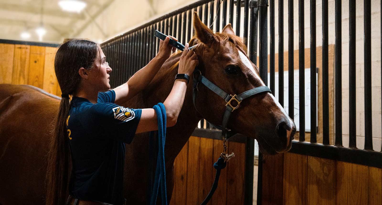 A female tighten the holster on a horse.